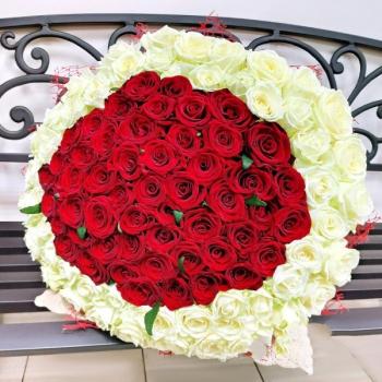 Букет 101 красно-белая роза код  131805arch
