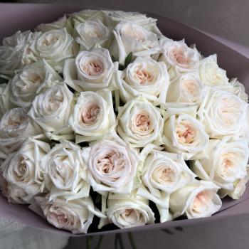 Розы сорта "Вайт Охара" 60 см